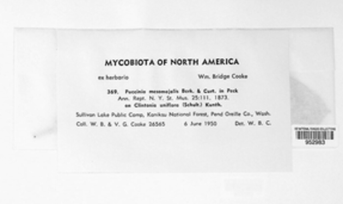 Puccinia mesomajalis image